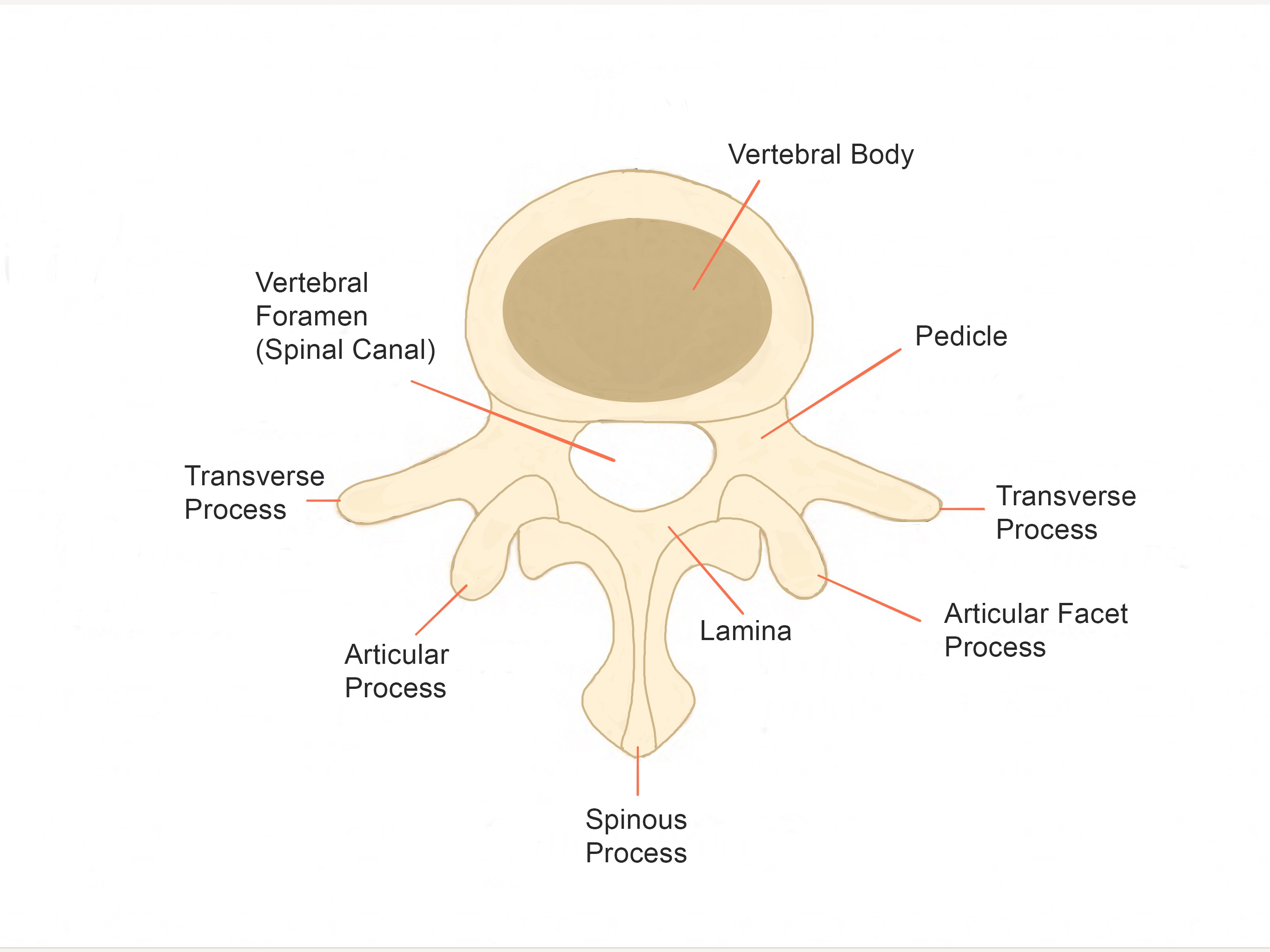 lumbar foramen